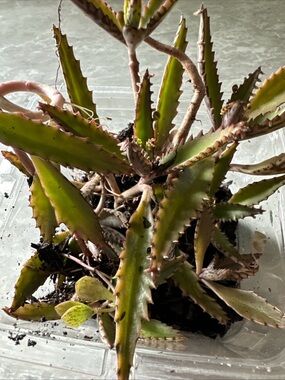 Succulent Kalanchoe Mother of Thousands - Green with Brown Edges
